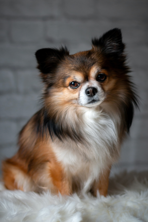 chihuahua with long hair